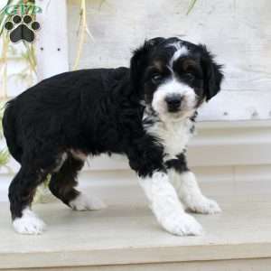 Timmy, Mini Aussiedoodle Puppy