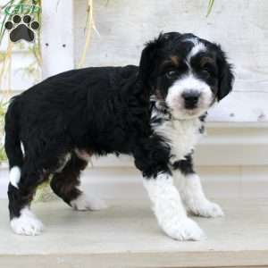 Timmy, Mini Aussiedoodle Puppy