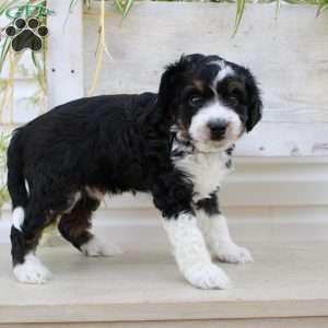 Timmy, Mini Aussiedoodle Puppy