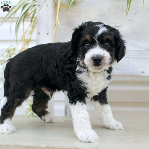 Timmy, Mini Aussiedoodle Puppy