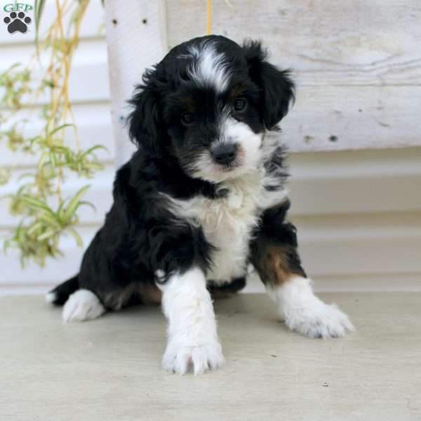 Ty, Mini Aussiedoodle Puppy