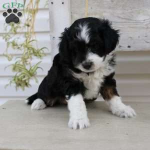 Ty, Mini Aussiedoodle Puppy