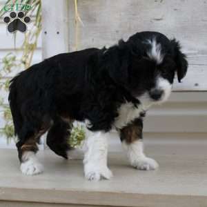 Ty, Mini Aussiedoodle Puppy