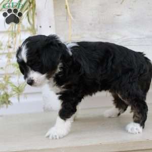 Ty, Mini Aussiedoodle Puppy