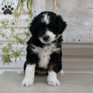 Ty, Mini Aussiedoodle Puppy