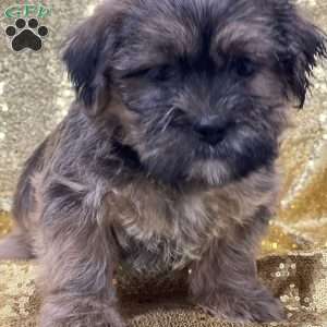 Timmy, Shorkie Puppy