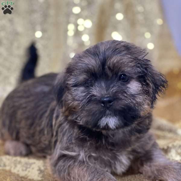 Timmy, Shorkie Puppy