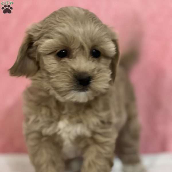 Jessica, Shih-Poo Puppy