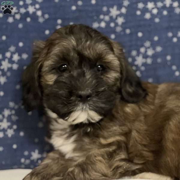 Johnny, Shih-Poo Puppy