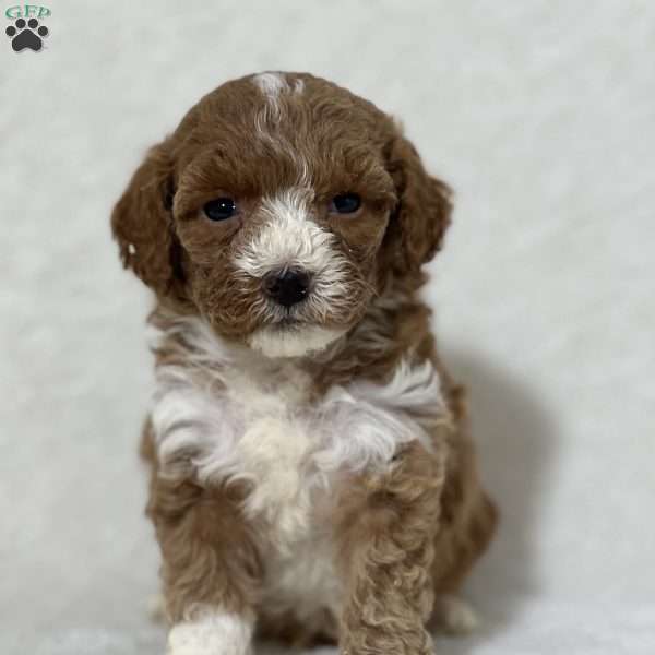 Mimzy, Mini Goldendoodle Puppy