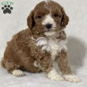 Mimzy, Mini Goldendoodle Puppy