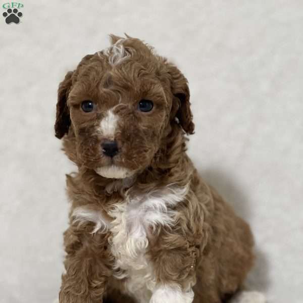 Milou, Mini Goldendoodle Puppy