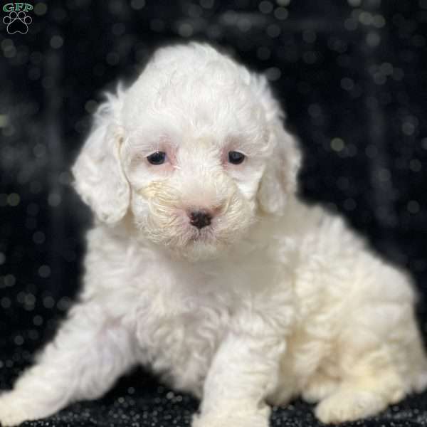 Milkshake, Mini Goldendoodle Puppy