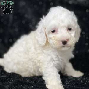 Milkshake, Mini Goldendoodle Puppy