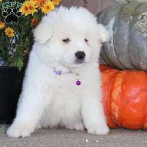 Misty, Akita Puppy