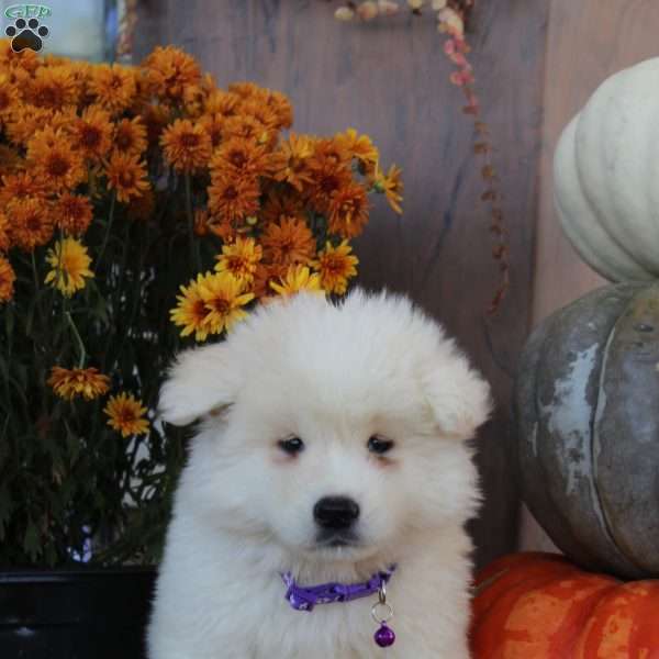 Misty, Akita Puppy