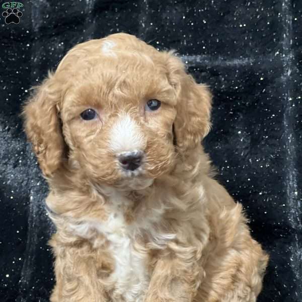 Magnolia, Mini Goldendoodle Puppy