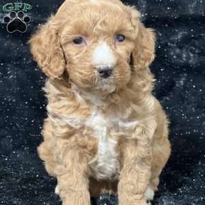 Magnolia, Mini Goldendoodle Puppy