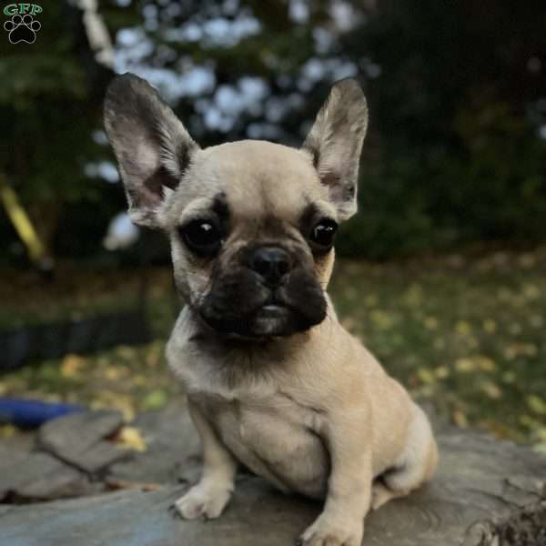 Tucker, French Bulldog Puppy