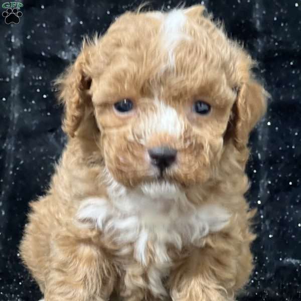 Milo Bear, Mini Goldendoodle Puppy