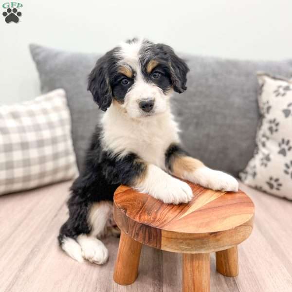 Ruby, Mini Bernedoodle Puppy