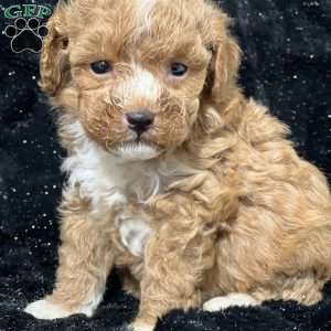 Milo Bear, Mini Goldendoodle Puppy