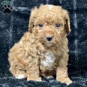 Marvin, Mini Goldendoodle Puppy