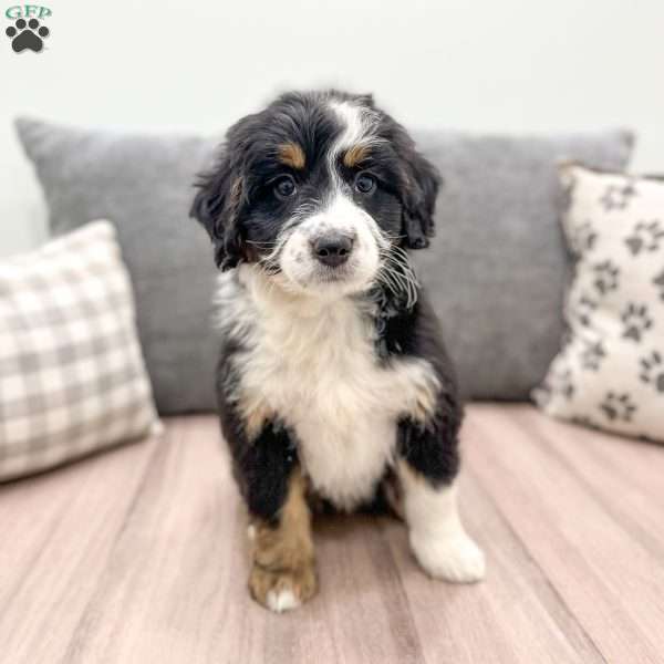 Lilly, Mini Bernedoodle Puppy