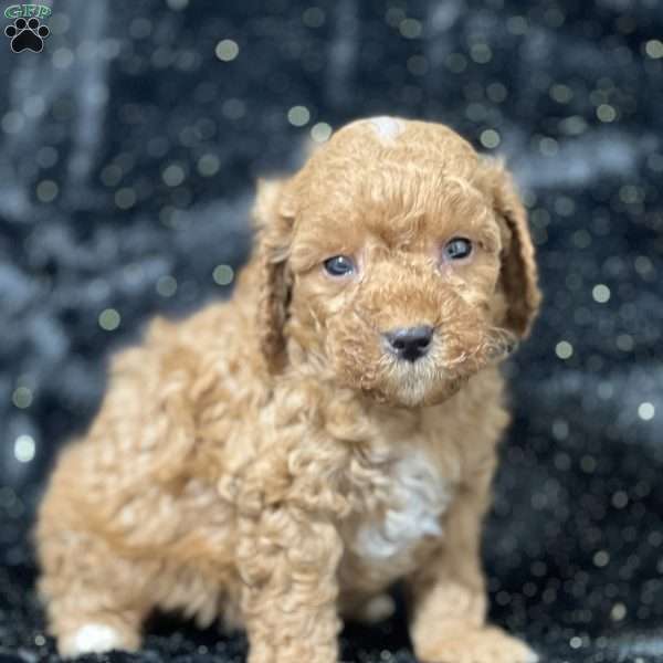 Marvin, Mini Goldendoodle Puppy