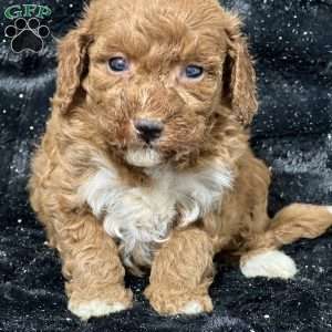 Moonpie, Mini Goldendoodle Puppy