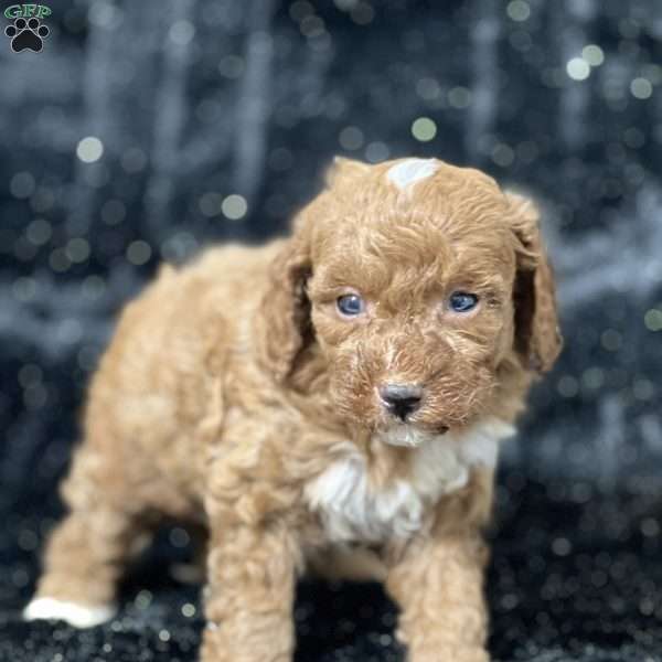 Moonpie, Mini Goldendoodle Puppy