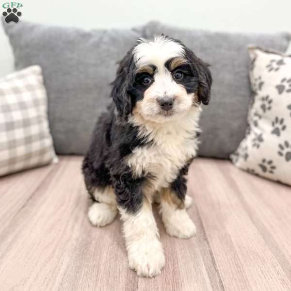 Daisy, Mini Bernedoodle Puppy