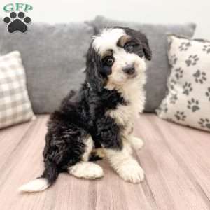 Daisy, Mini Bernedoodle Puppy