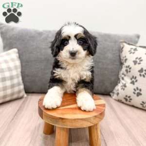 Daisy, Mini Bernedoodle Puppy