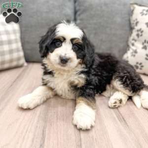 Daisy, Mini Bernedoodle Puppy