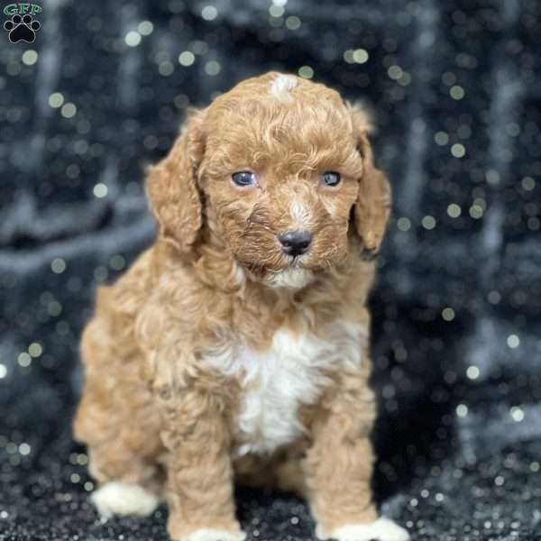 Maxi, Mini Goldendoodle Puppy