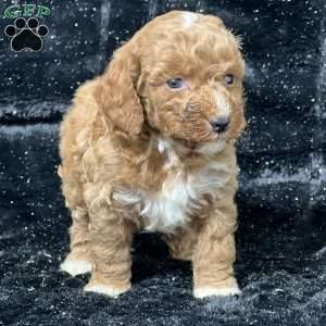 Maxi, Mini Goldendoodle Puppy