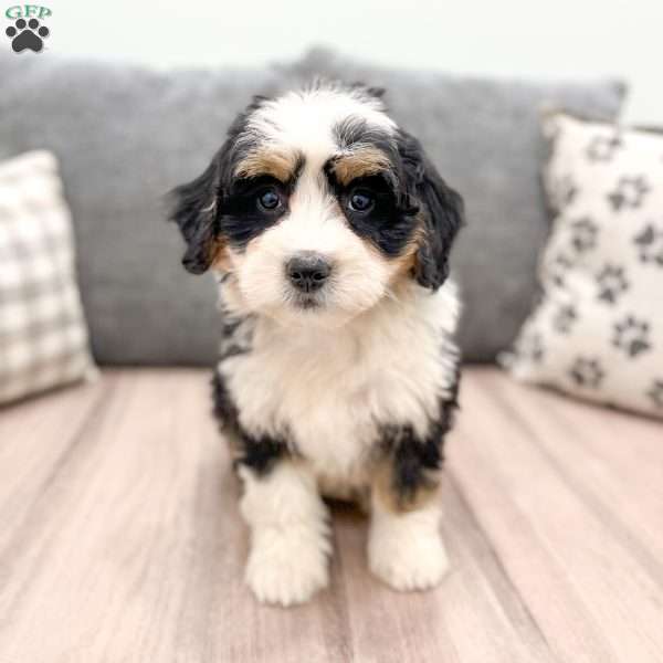 Maya, Mini Bernedoodle Puppy