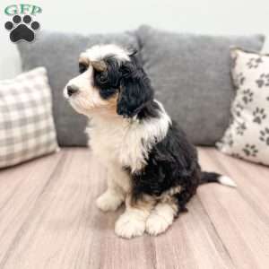 Maya, Mini Bernedoodle Puppy