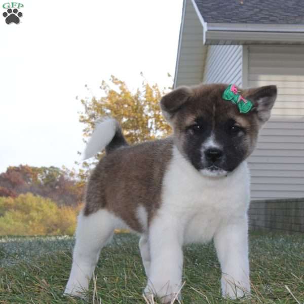 Roxy, Akita Puppy