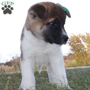 Roxy, Akita Puppy