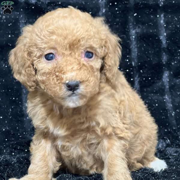 Raisin, Mini Goldendoodle Puppy