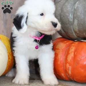 Toffee, Old English Sheepdog Puppy