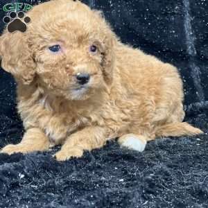 Raisin, Mini Goldendoodle Puppy