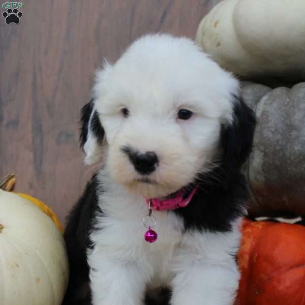 Toffee, Old English Sheepdog Puppy