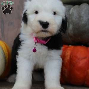 Toffee, Old English Sheepdog Puppy