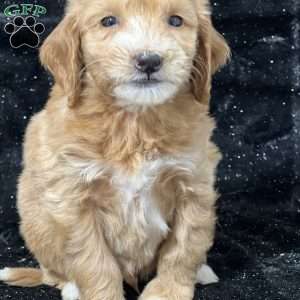 Riddle, Mini Goldendoodle Puppy