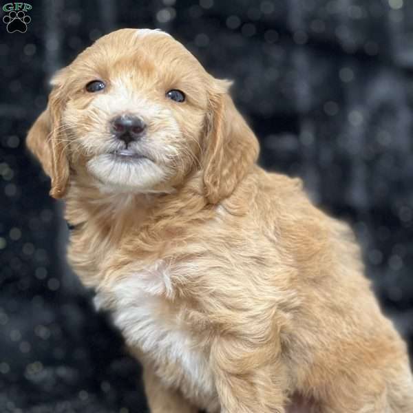 Riddle, Mini Goldendoodle Puppy