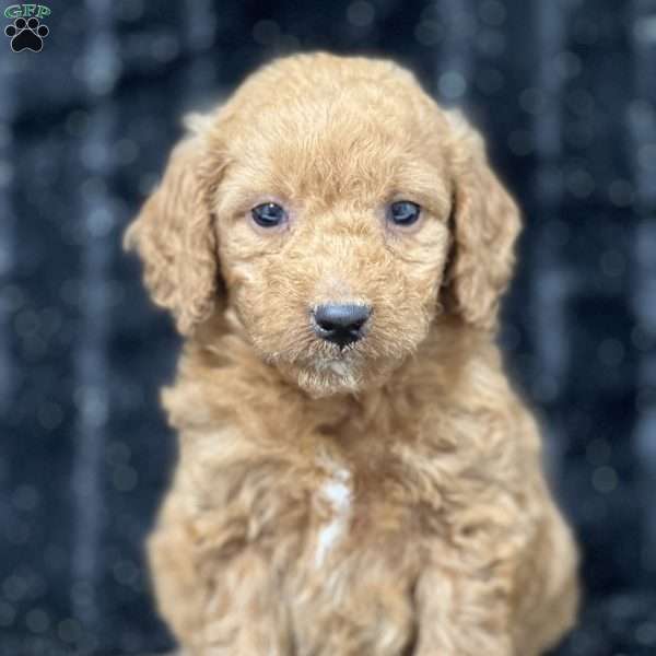 Ronan, Mini Goldendoodle Puppy