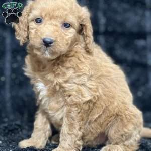 Ronan, Mini Goldendoodle Puppy